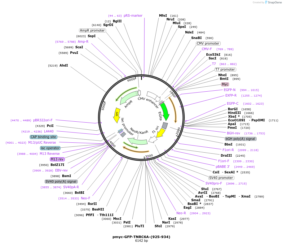 42017-plasmid-map-sequence-id-56758