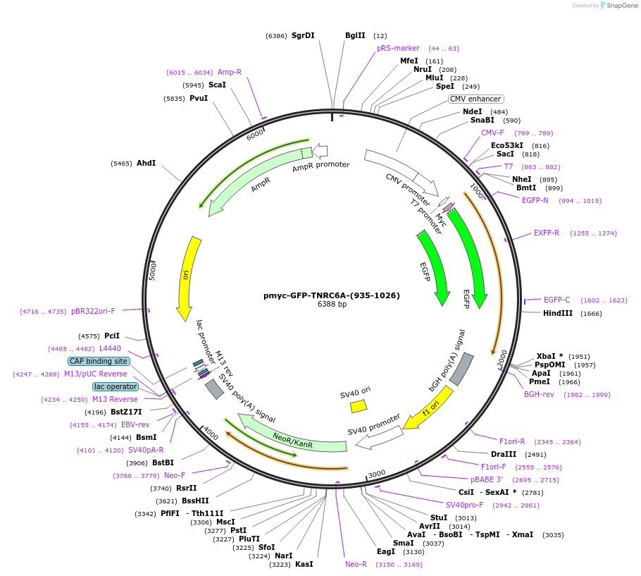 42018-plasmid-map-sequence-id-56759