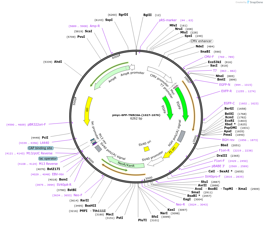 42019-plasmid-map-sequence-id-56760