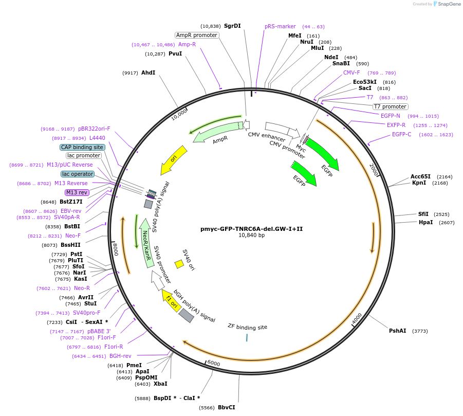 42032-plasmid-map-sequence-id-56793