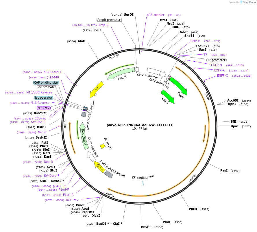 42033-plasmid-map-sequence-id-56794