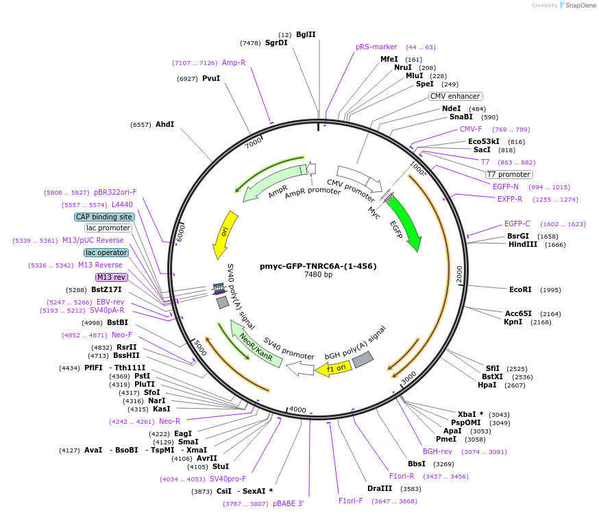 42005-plasmid-map-sequence-id-56804