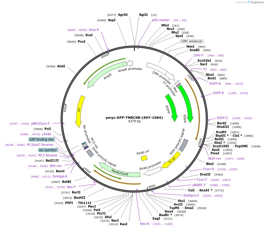 42024-plasmid-map-sequence-id-56807