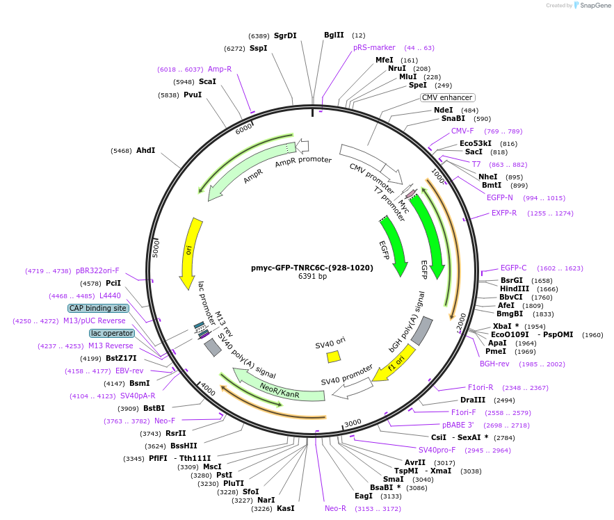 42026-plasmid-map-sequence-id-56808