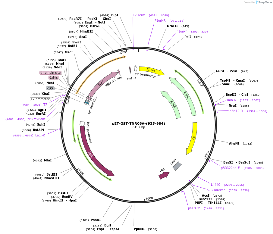 42050-plasmid-map-sequence-id-56815