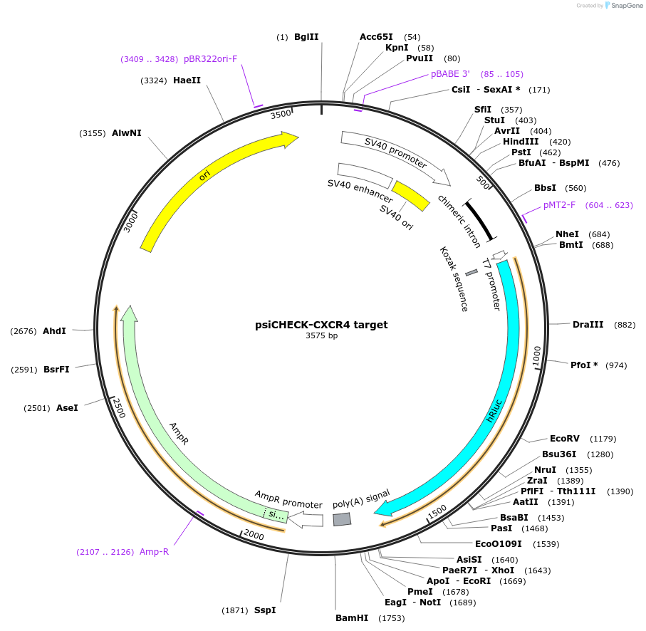 42054-plasmid-map-sequence-id-56817
