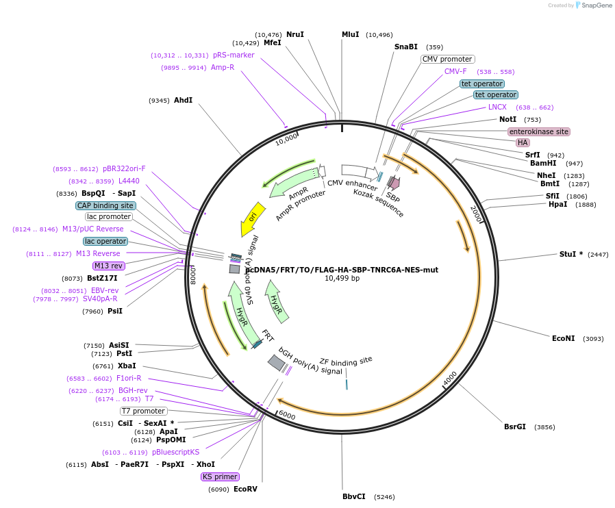 42046-plasmid-map-sequence-id-56822