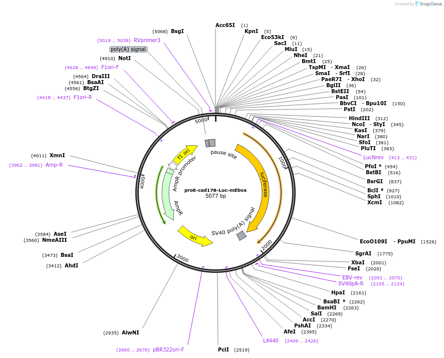42082-plasmid-map-sequence-id-56825