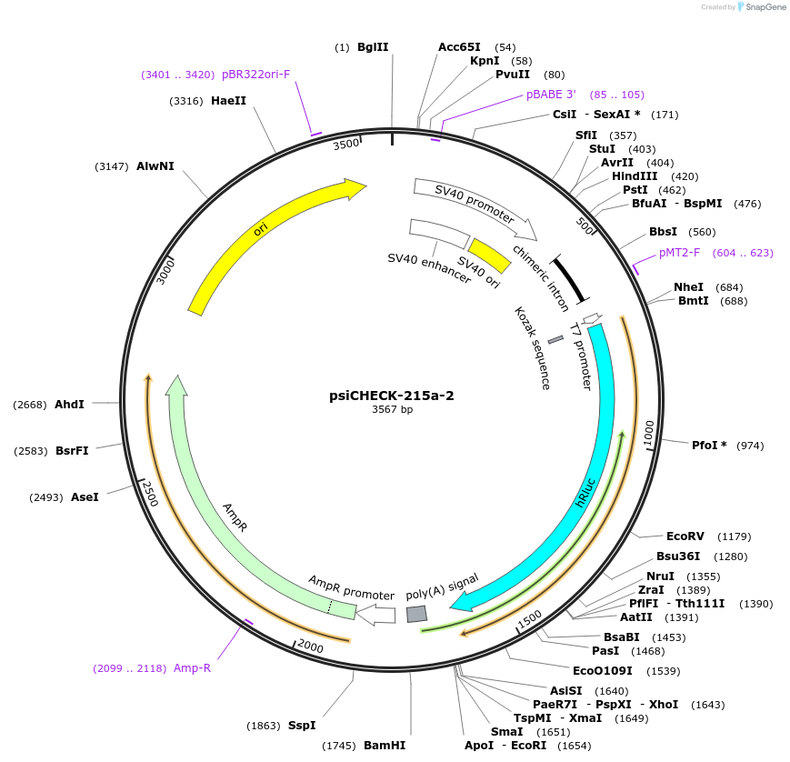 42086-plasmid-map-sequence-id-56828