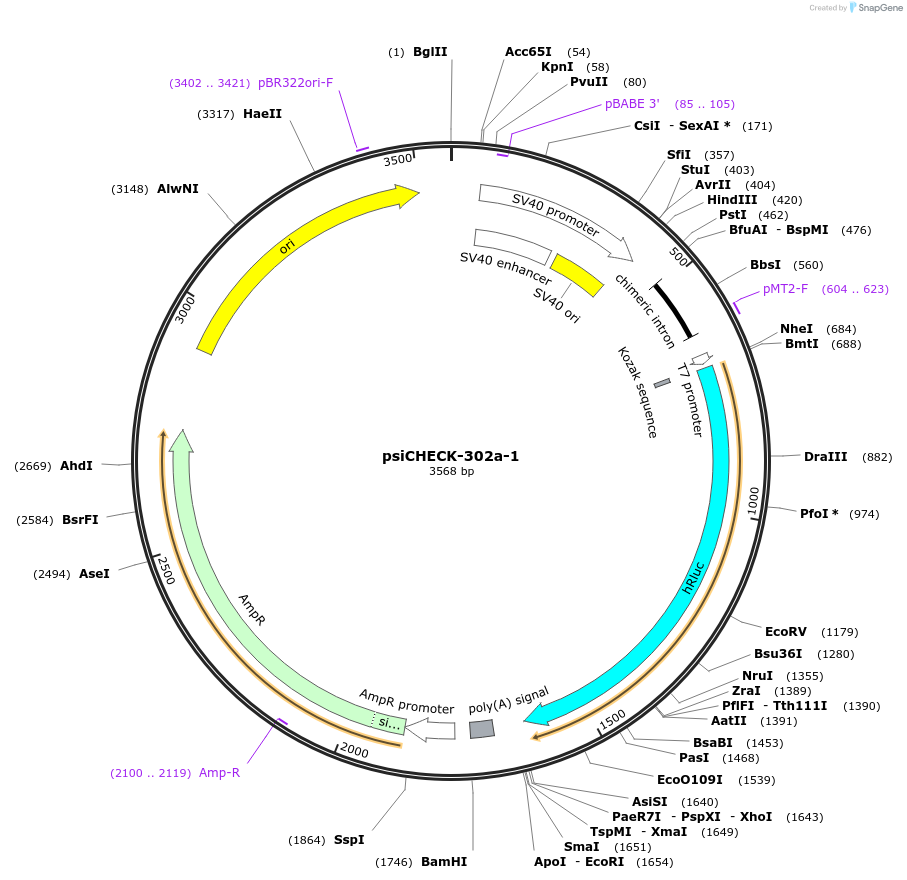 42088-plasmid-map-sequence-id-56830