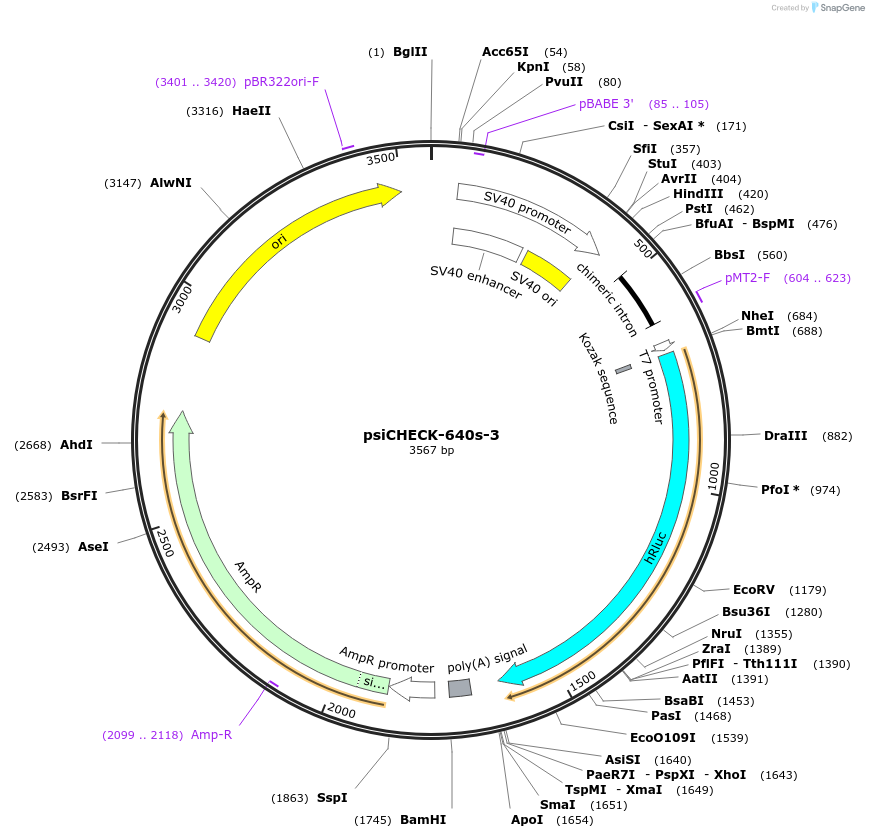 42091-plasmid-map-sequence-id-56833