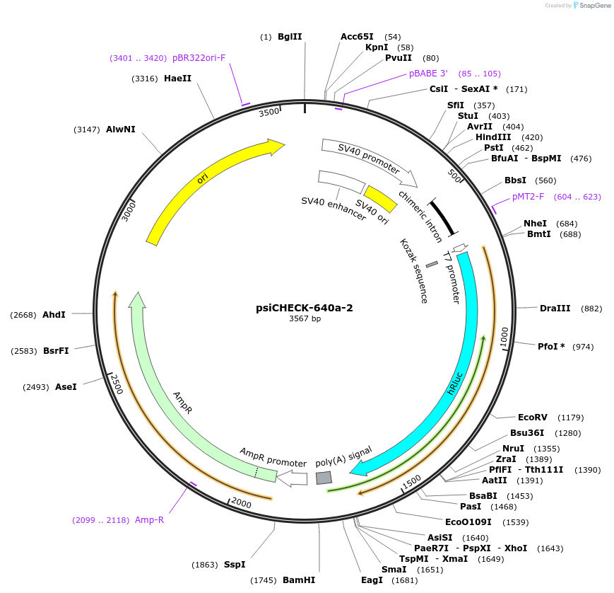 42093-plasmid-map-sequence-id-56835