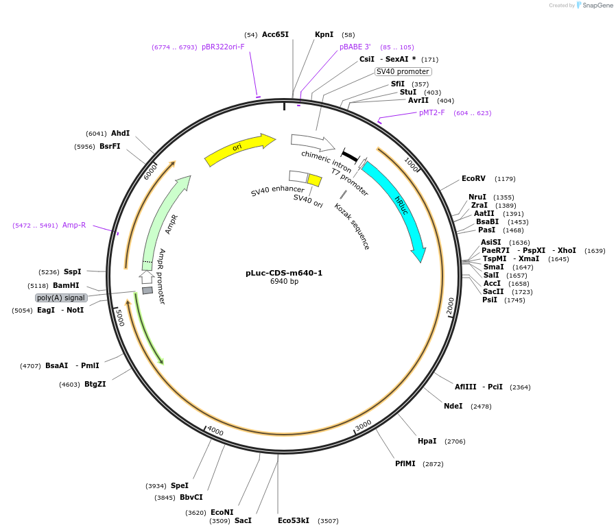 42104-plasmid-map-sequence-id-56838