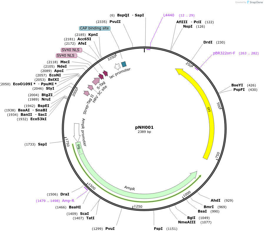 42144-plasmid-map-sequence-id-56913
