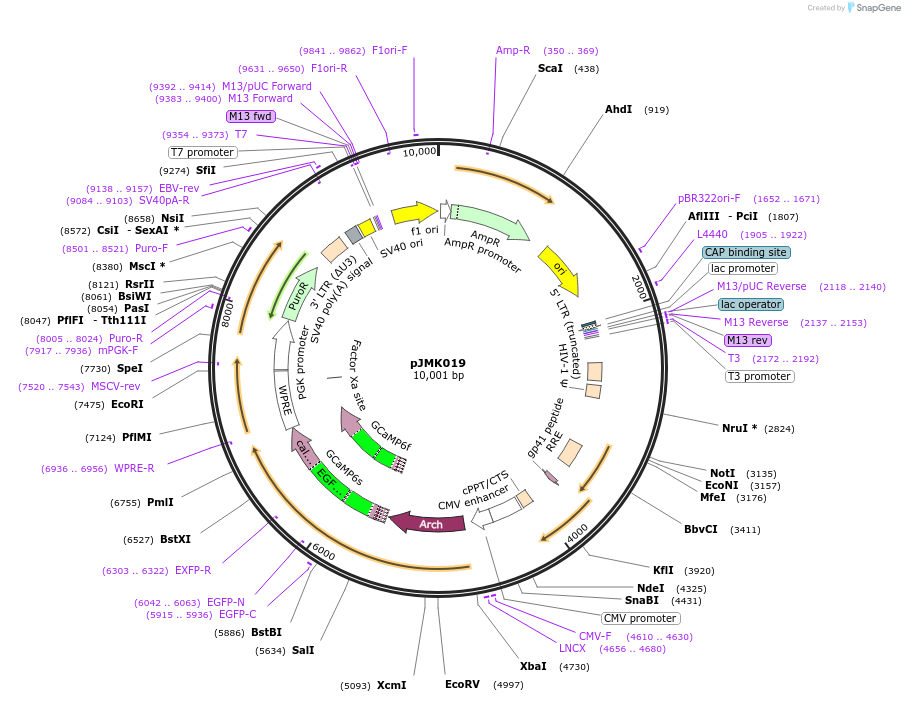 42168-plasmid-map-sequence-id-56914