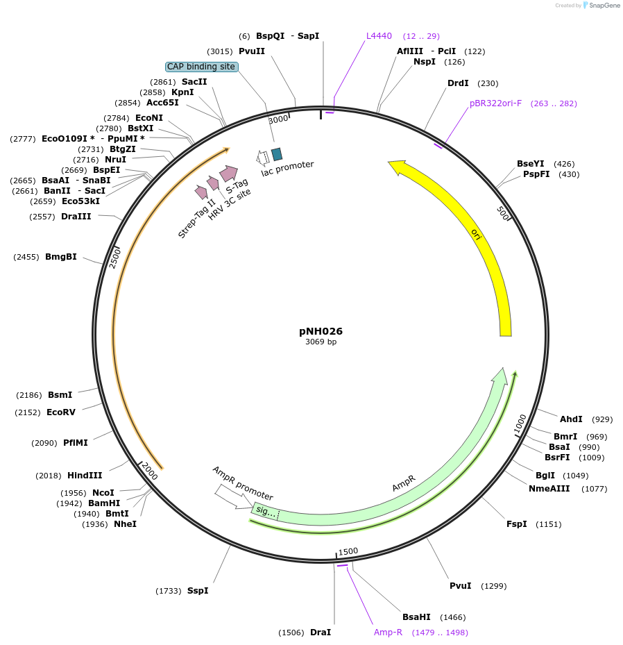 42148-plasmid-map-sequence-id-56922