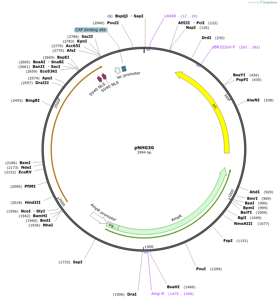 42149-plasmid-map-sequence-id-56923
