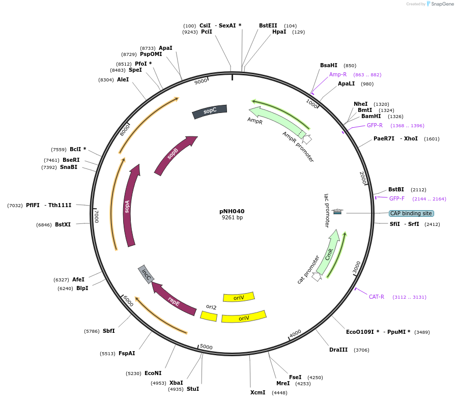 42152-plasmid-map-sequence-id-56934
