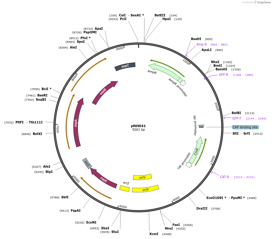 42153-plasmid-map-sequence-id-56935