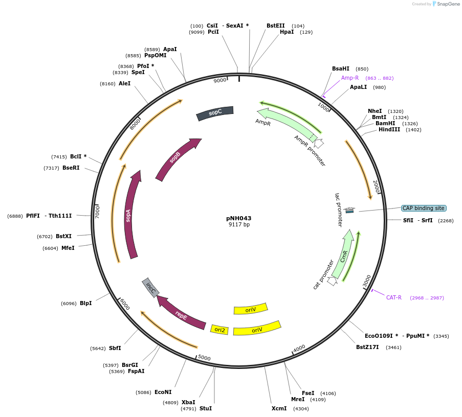 42155-plasmid-map-sequence-id-56938