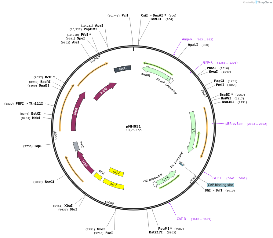 42157-plasmid-map-sequence-id-56943