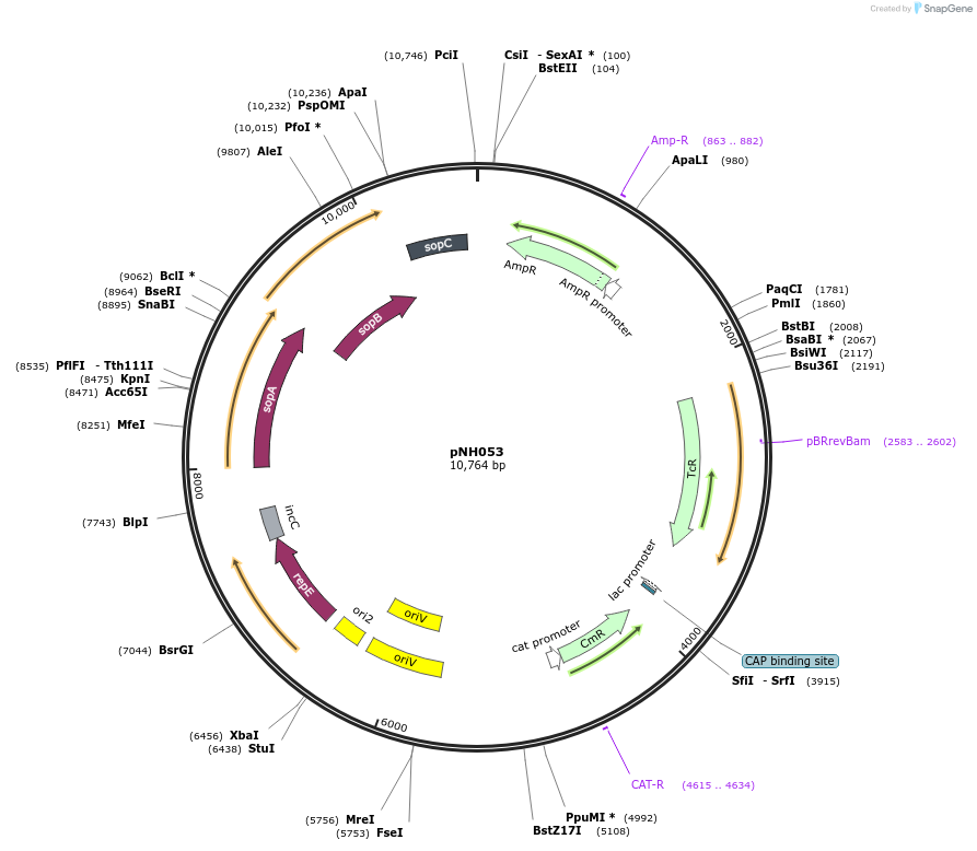 42159-plasmid-map-sequence-id-56950