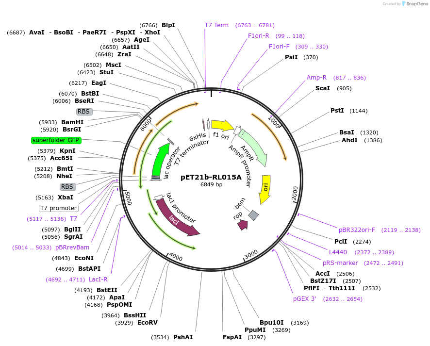42134-plasmid-map-sequence-id-56986