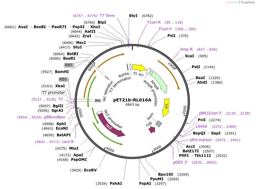 42135-plasmid-map-sequence-id-56987