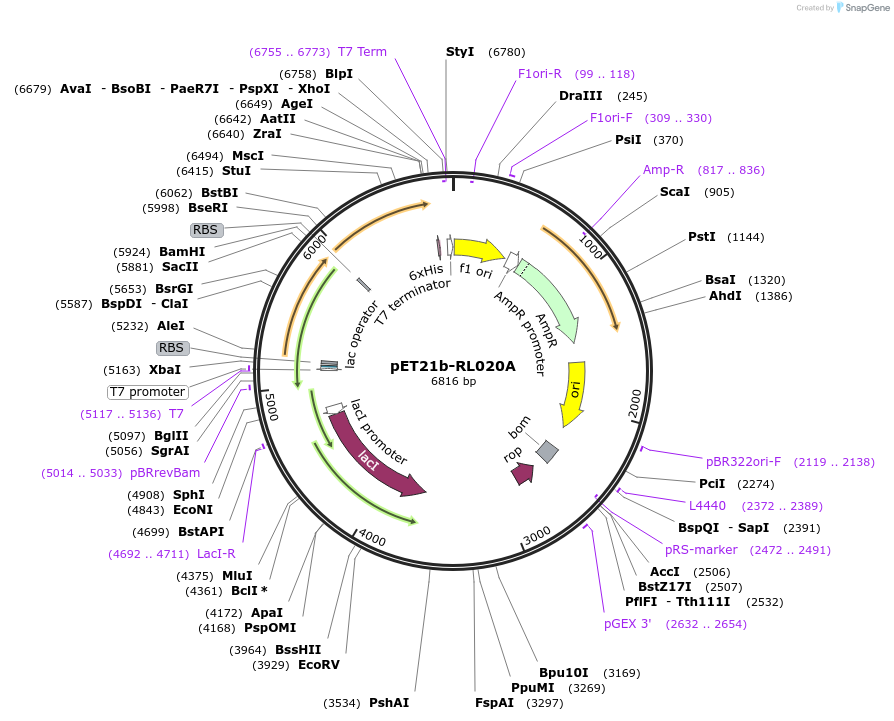 42138-plasmid-map-sequence-id-56997