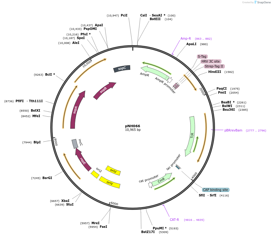 42162-plasmid-map-sequence-id-57003