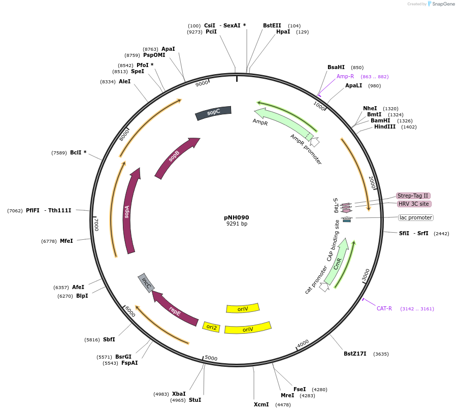 42166-plasmid-map-sequence-id-57007