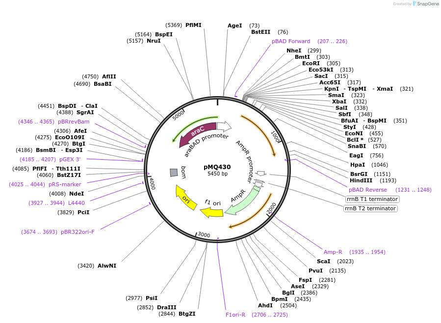42216-plasmid-map-sequence-id-57012