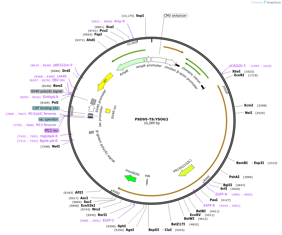 42227-plasmid-map-sequence-id-57027