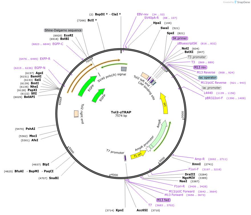 42236-plasmid-map-sequence-id-57047