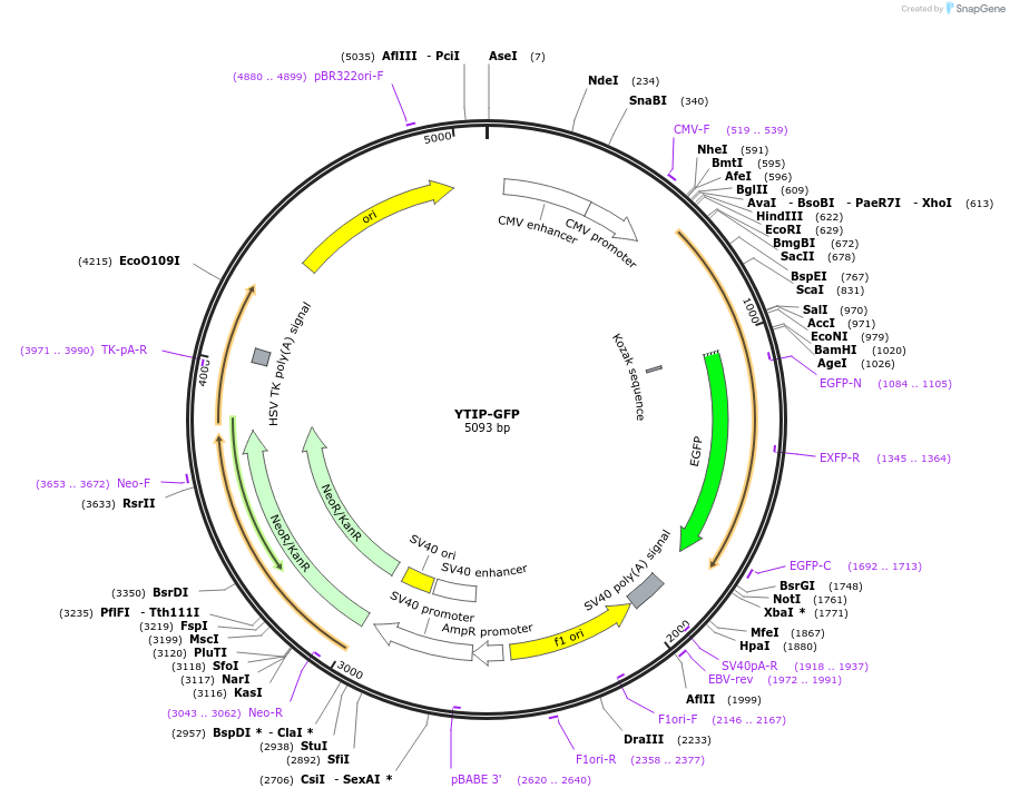 42238-plasmid-map-sequence-id-57071