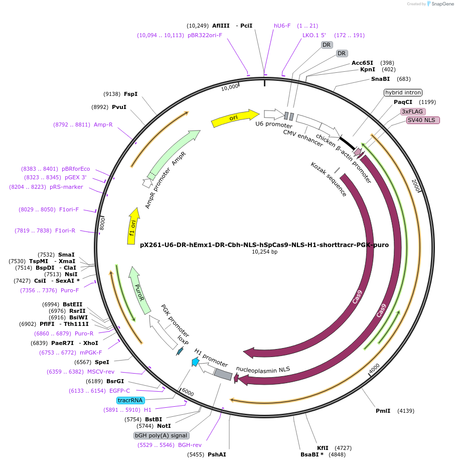 42337-plasmid-map-sequence-id-57166