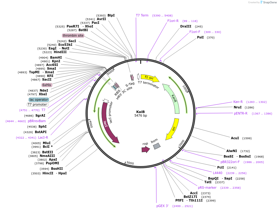 42496-plasmid-map-sequence-id-57330