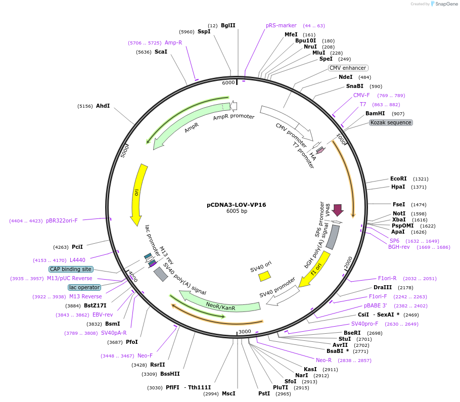 42499-plasmid-map-sequence-id-57336