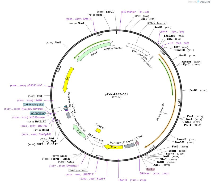 42503-plasmid-map-sequence-id-57352