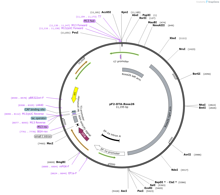 42522-plasmid-map-sequence-id-57367