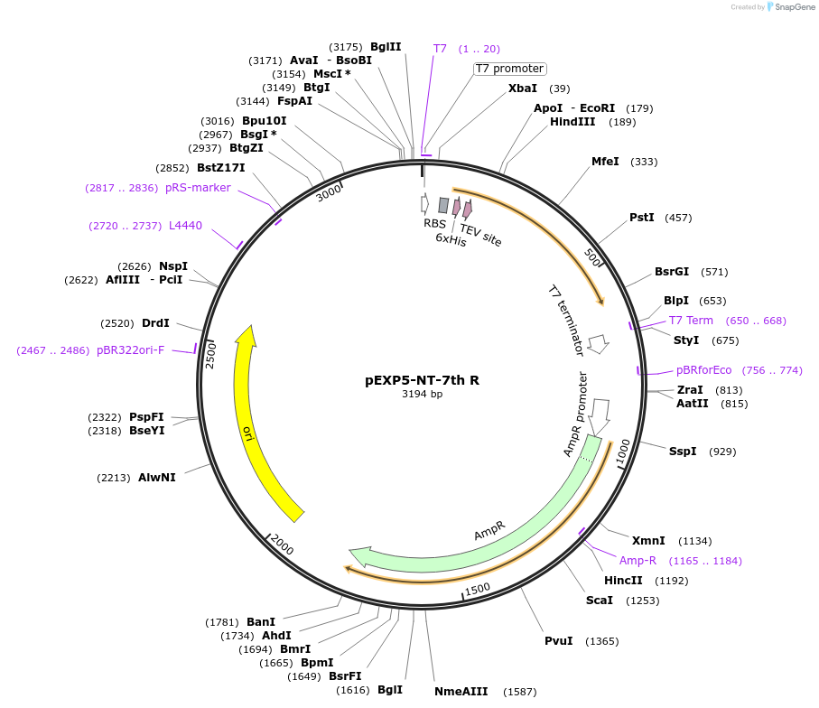 42573-plasmid-map-sequence-id-57497