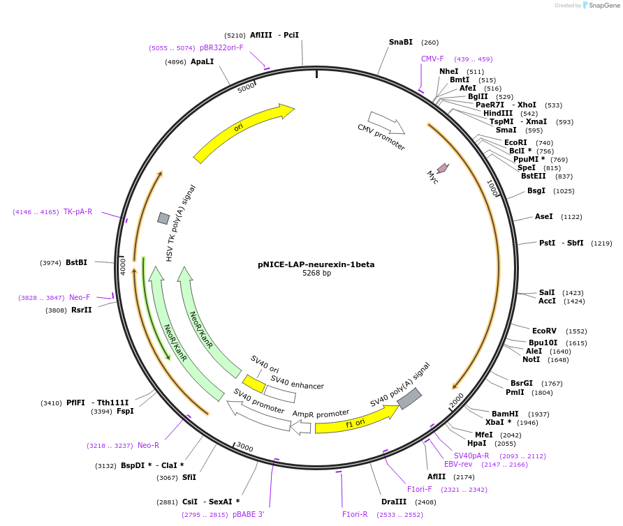 42575-plasmid-map-sequence-id-57545