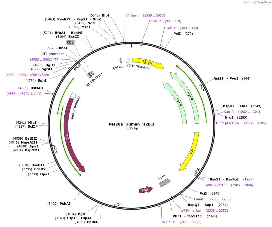 42630-plasmid-map-sequence-id-57745