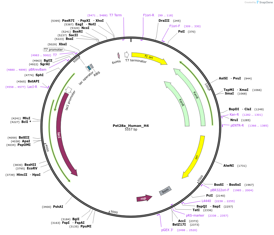 42633-plasmid-map-sequence-id-57748