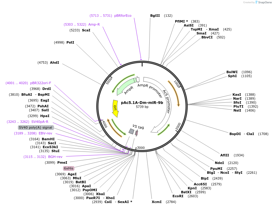 22710-plasmid-map-sequence-id-57768