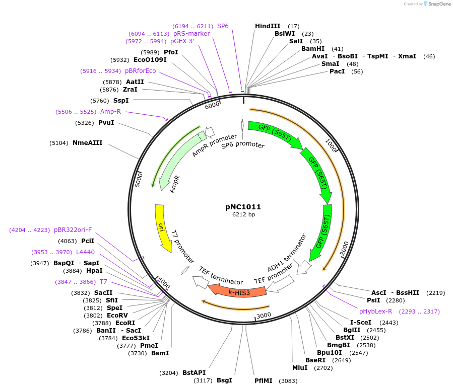 42898-plasmid-map-sequence-id-58057