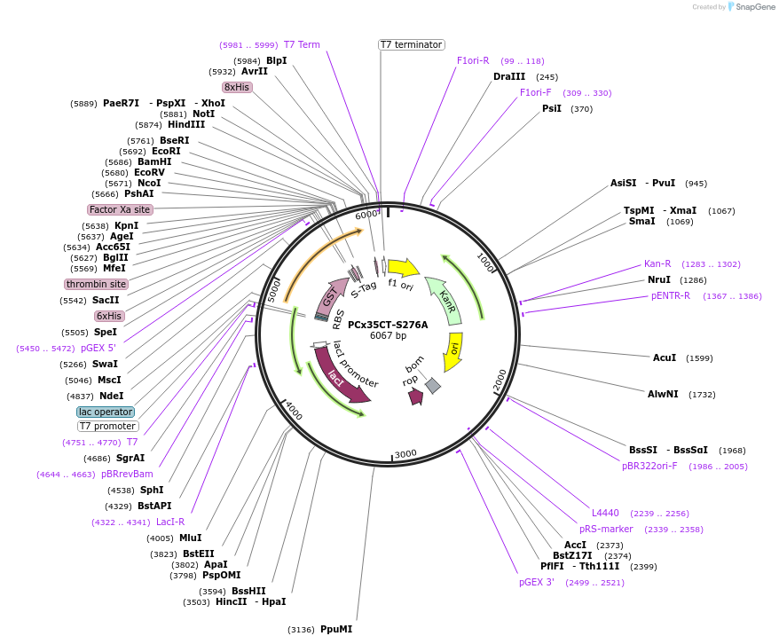 42912-plasmid-map-sequence-id-58068