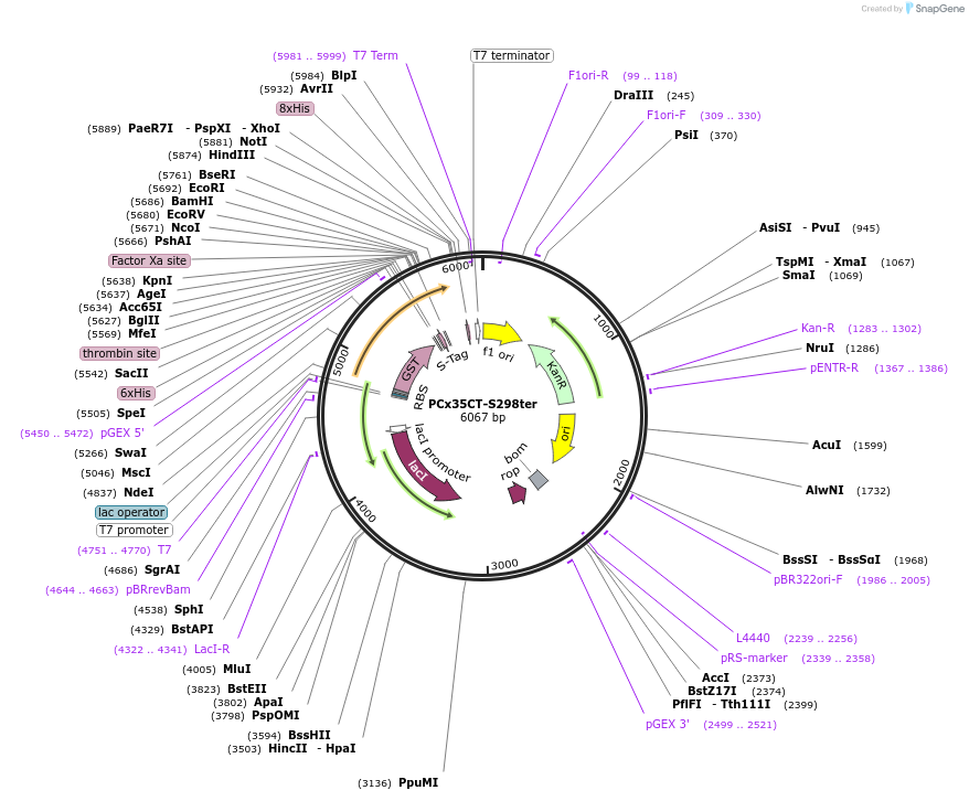 42913-plasmid-map-sequence-id-58069