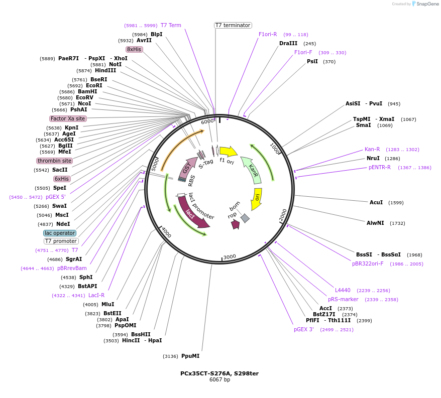 42914-plasmid-map-sequence-id-58070