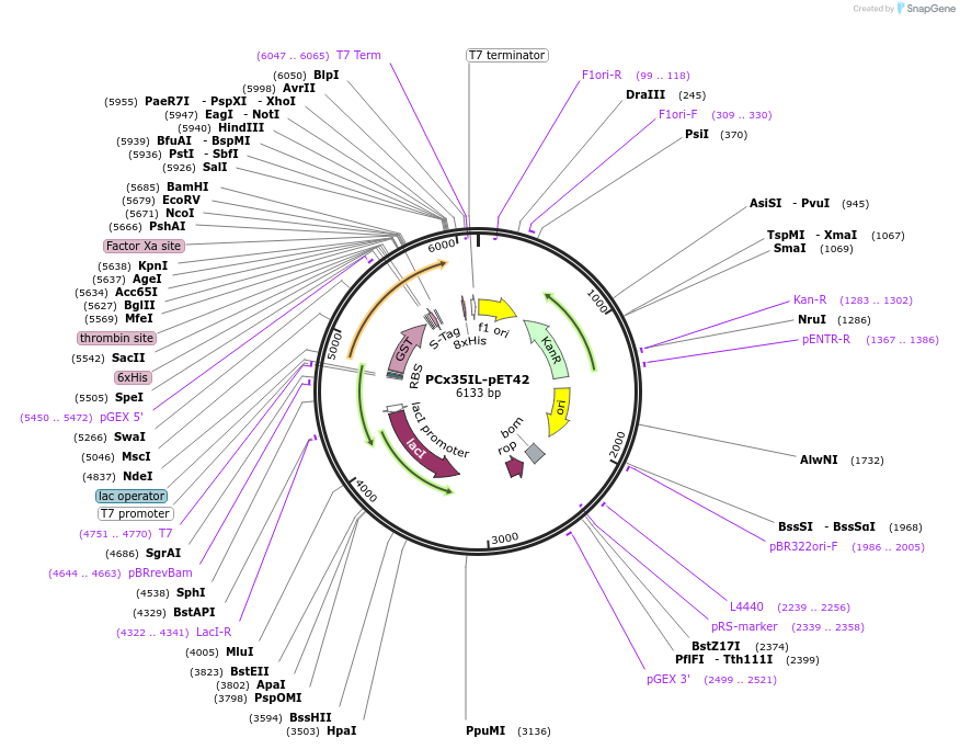 42916-plasmid-map-sequence-id-58075